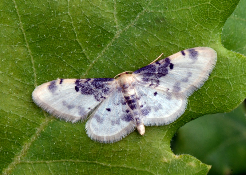 Geometridae Idaea filicata ?